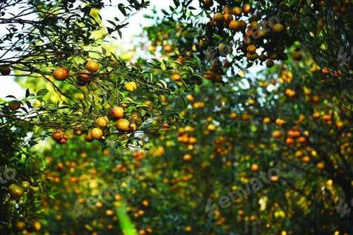 Preview: Selective focus of the growing fresh oranges on the tree branches in Nepal