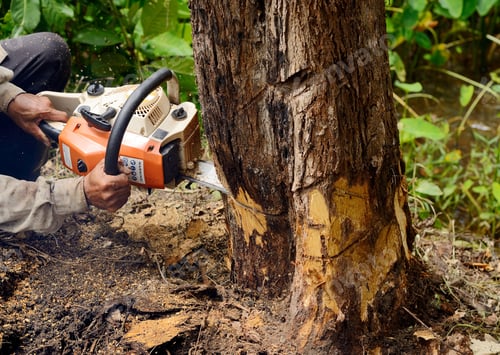 Preview: Man with chainsaw cutting the tree