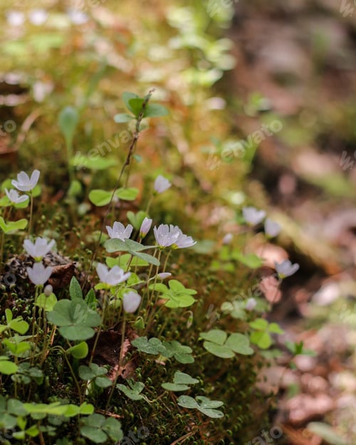 Preview: Spring flowers in the forest