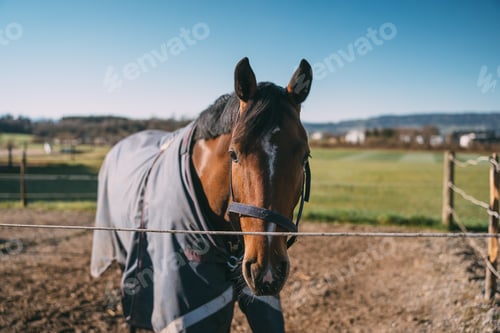 Preview: Brown horse with a white blaze wearing a rug standing behind a fence in a field