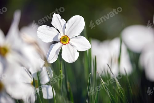 Preview: White tender narcissus flowers blooming in spring sunny garden