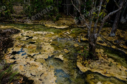 Preview: Tropical jungles of Southeast Asia in winter, Thailand