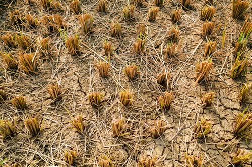 Preview: Rice stubble harvested in dry field on farmland