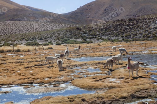 Preview: Altiplano, High Plateau, San Pedro de Atacama, Antofagasta, Chile