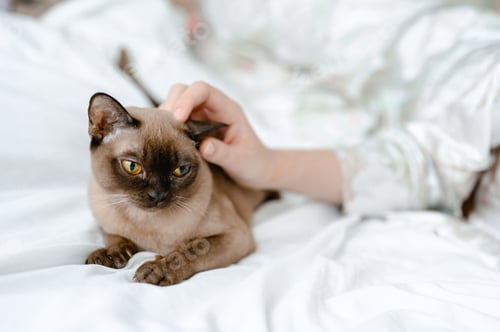 Preview: a brown burmese cat lies on a bed with white sheets. the owner pets the cat.