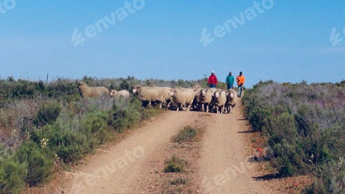 Preview: Three shepherds drive a flock of sheep down a farm road