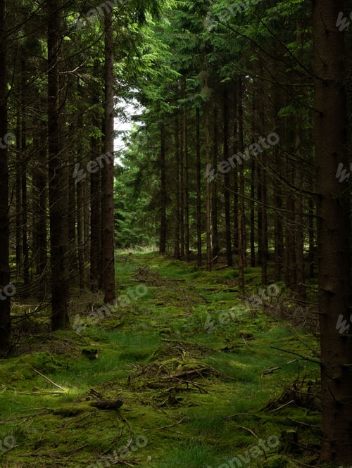 Preview: Scenic vertical view of a mysterious evergreen forest with tall trees