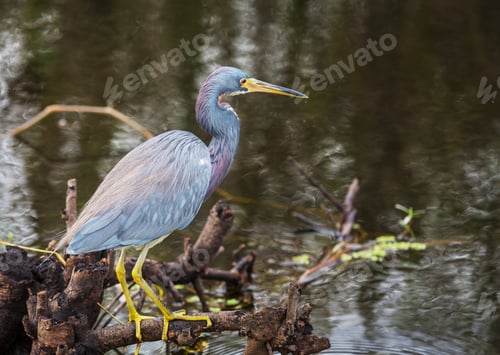 Preview: Grey heron