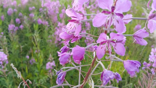 Preview: Fireweed (Epilobium angustifolium) in bloom