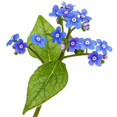 Preview: Blue flowers of brunnera, forget-me-not, myosotis, isolated on white background