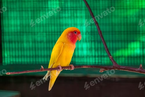 Preview: Beautiful yellow lovebird perched on a twig, looking directly at the camera.
