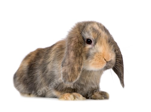 Preview: Rabbit