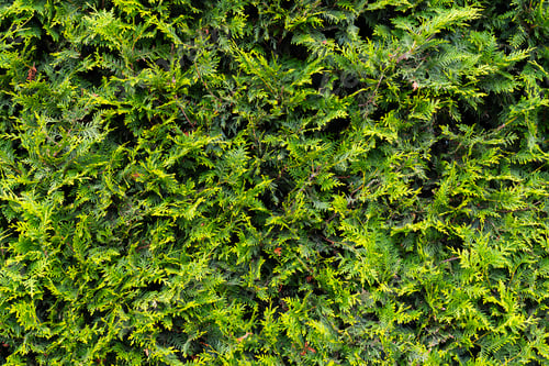 Preview: Closeup of green thuja occidentalis. Fresh green leaves, branches of thuja
