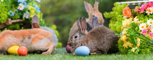 Preview: bunny Easter fluffy baby rabbit or new born rabbit.