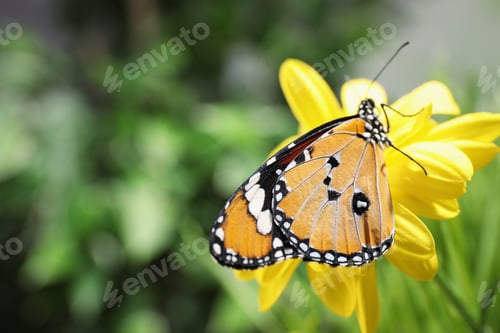 Preview: Beautiful painted lady butterfly on flower in garden