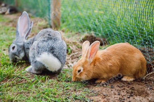 Preview: Two rabbits in an outdoor enclosure, one gray with a white tail, and the other light brown