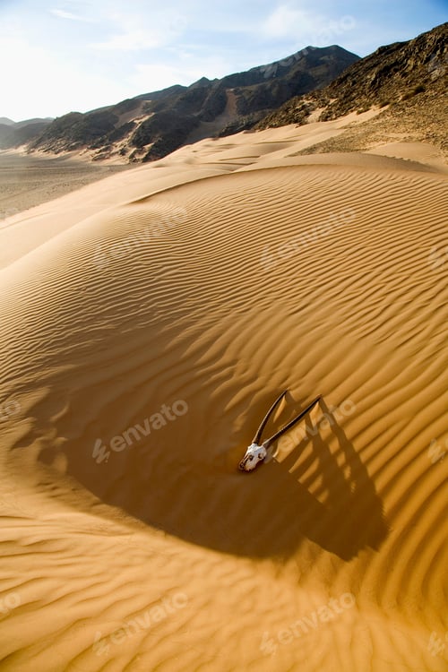 Preview: Close up of an antelope skull lying in the desert, mountain range in the distance.
