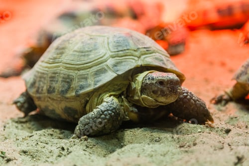 Preview: Turtle walking on sand