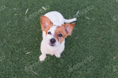 Preview: cute jack russell dog sitting on grass looking at the camera. Love for animals concept and lifestyle