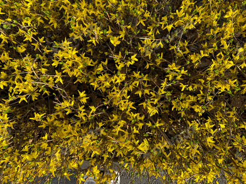 Preview: Yellow bush background