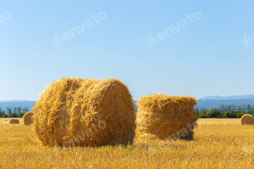 Preview: Golden hay bales in countryside
