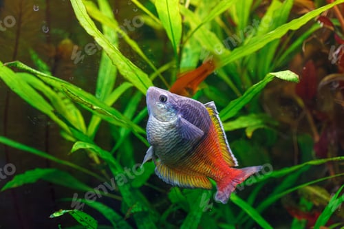 Preview: underwater photography of Barbus ticto fish