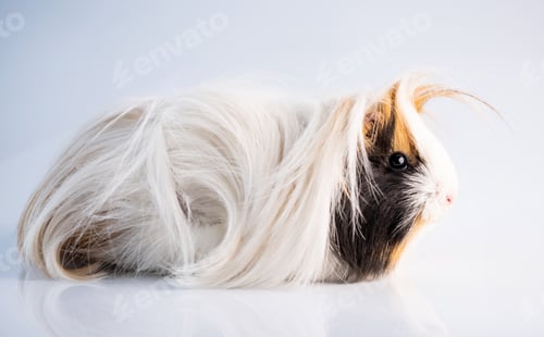 Preview: Fluffy guinea pig