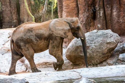 Preview: African elephant walking through a zoo and smiling.