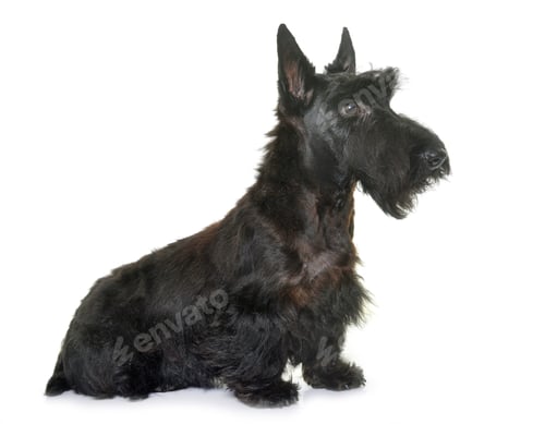 Preview: young scottish terrier