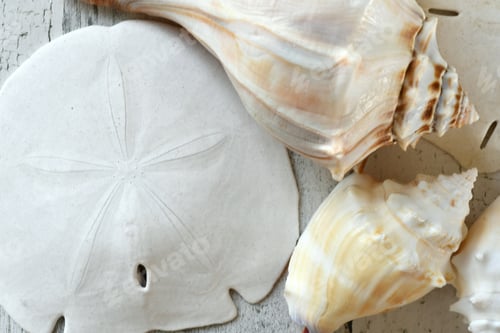 Preview: Minimal simple background of white shells and sand dollars. Neutral colors, natural background
