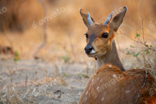 Preview: A young male bushbuck, Tragelaphus scriptus, lies on the ground, ears back, direct gaze