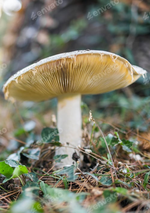 Preview: Ripe mushroom in summer forest scene close up. Mushroom macrophoto. Natural mushroom growing and