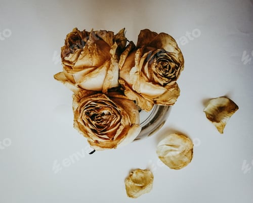 Preview: roses in a vase on a white background