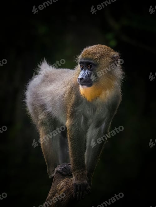 Preview: mandril