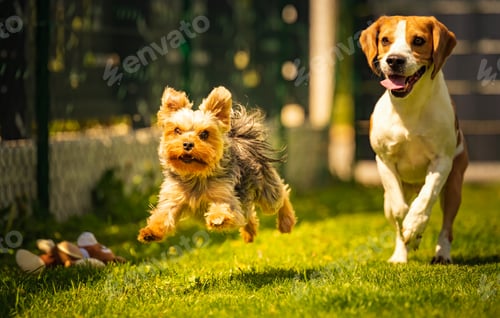 Preview: Cute Yorkshire Terrier dog and beagle dog chese each other in backyard