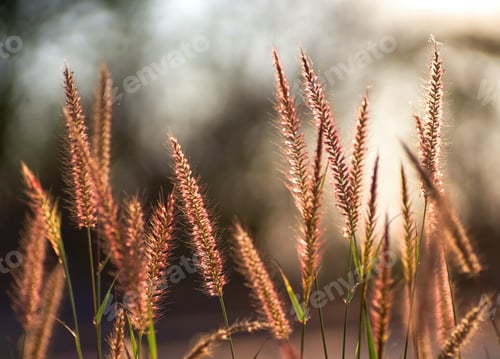 Preview: Fountain grass