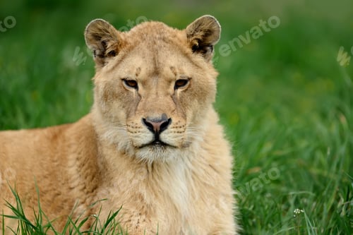 Preview: Lion in green grass