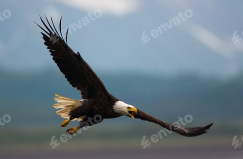 Preview: Bald eagle in flight, Katmai National Park, Alaska, USA