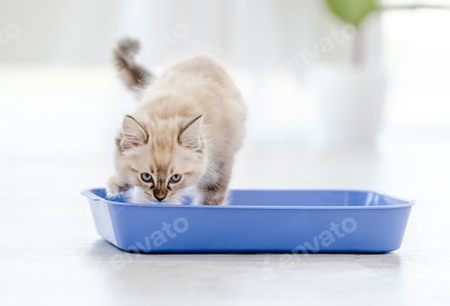 Preview: Ragdoll cat in light room