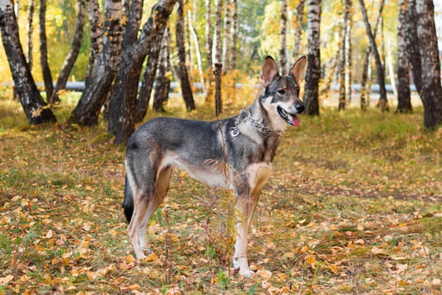 Preview: Brown and white short-haired mongrel dog is walking in park in autumn dry weather.