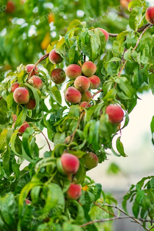 Preview: Peach fruits