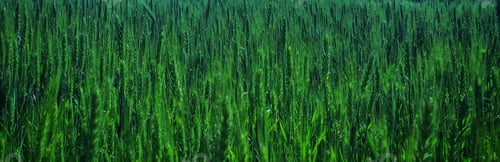Preview: “Green”