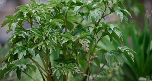 Preview: A peony flower bush with green leaves in the garden