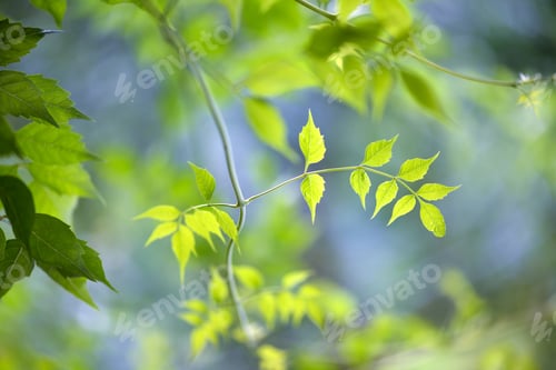 Preview: Nature of green leaf in garden at summer.