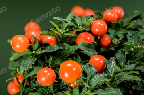 Preview: Vibrant Orange Solanum Pseudocapsicum Berries