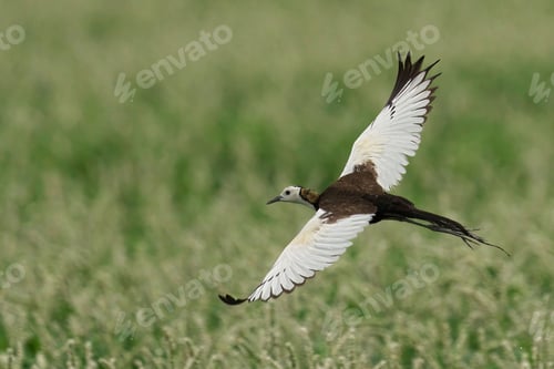 Preview: Pheasant-tailed jacana soaring through the air in a blissful meadow