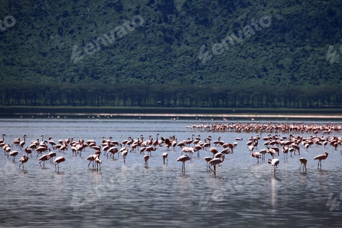 Preview: Pink Flamingoes - Lake Nukuru Nature Reserve - Kenya