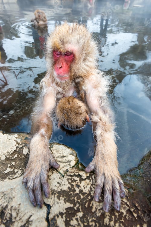 Preview: Macaques bath in hot springs in Jigokudani Park, Nagano, Japan