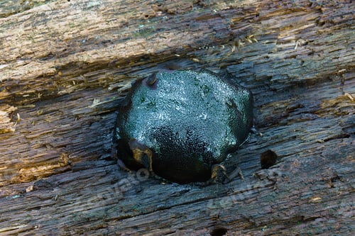 Preview: Elusive Dog'S Nose Fungus (Camarops Petersii)