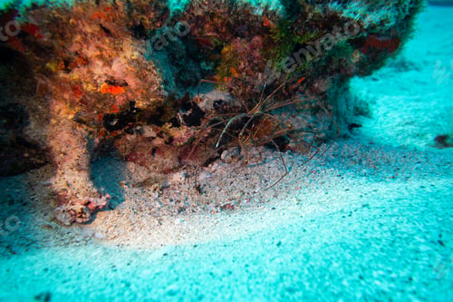 Preview: Sea spider
